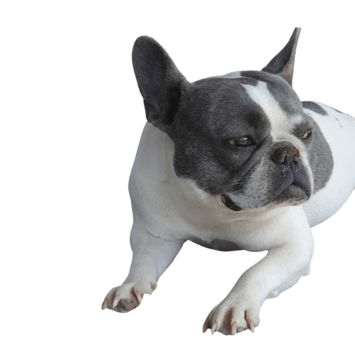 BOULEDOGUE FRANCAIS EXOTIQUE