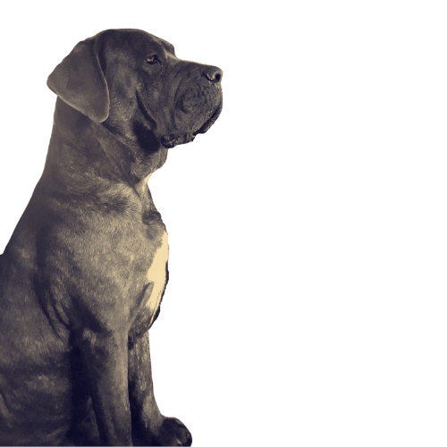 CANE CORSO BLEU