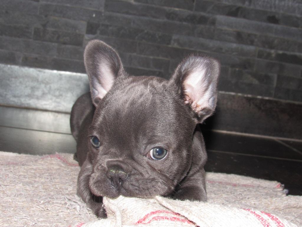 chiot bouledogue français bleu couchée