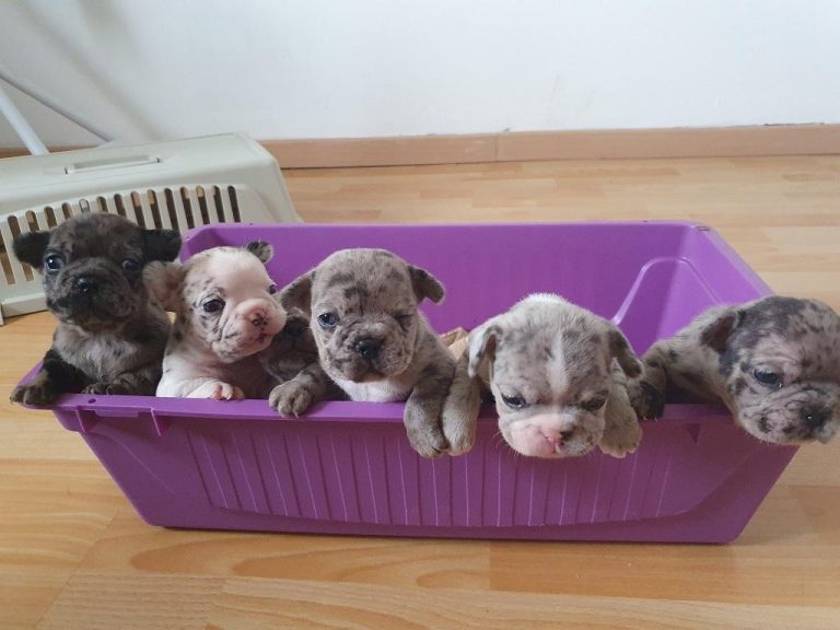 6 chiots bouledogues français merle dans une boite