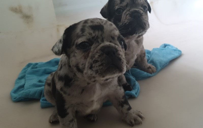 2 chiots bouledogues français silver merle