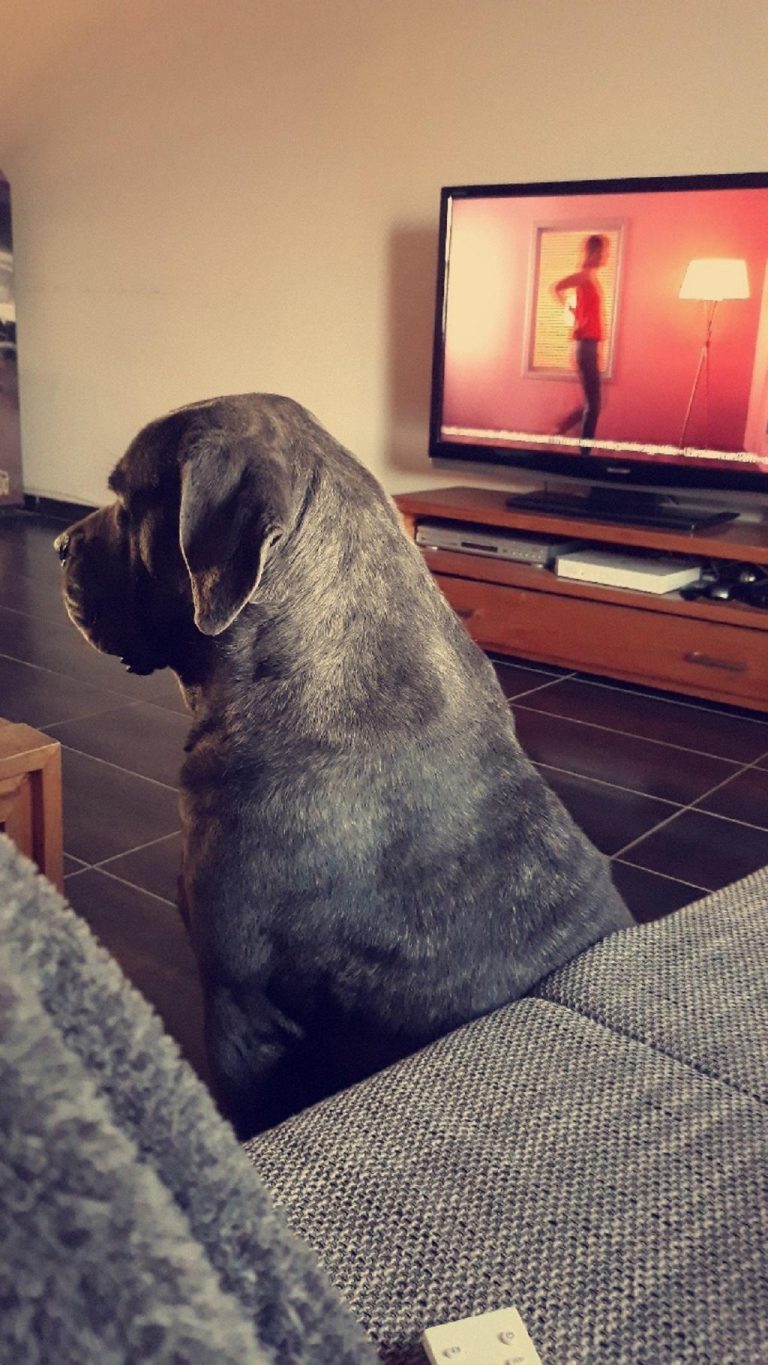 femelle cane corso bleue qui regarde la tv