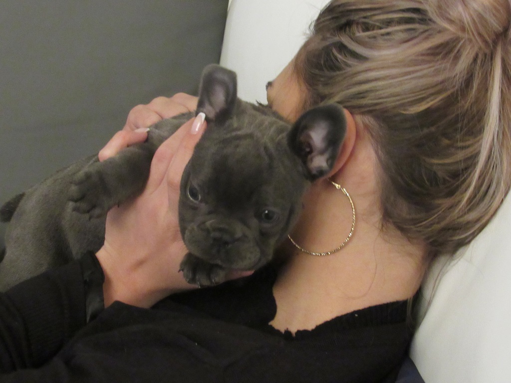 bébé bouledogue français avec sa maitresse